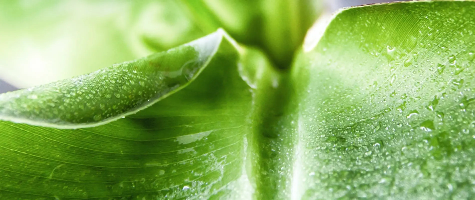 Gouttes d’eau sur feuille de bananier bio – fraîcheur et pureté des soins Kadalys

