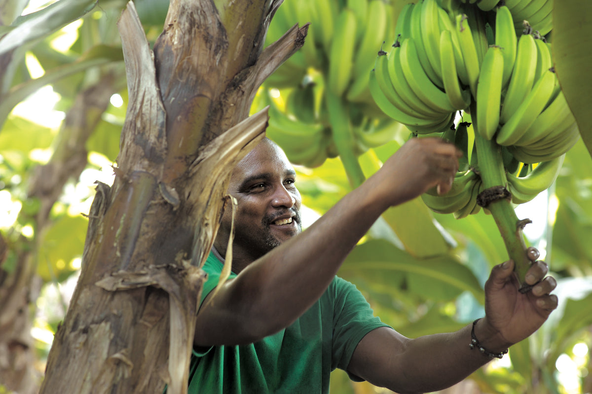 Planteur martiniquais récoltant un régime de bananes vertes destinées à l'upcycling Kadalys Image