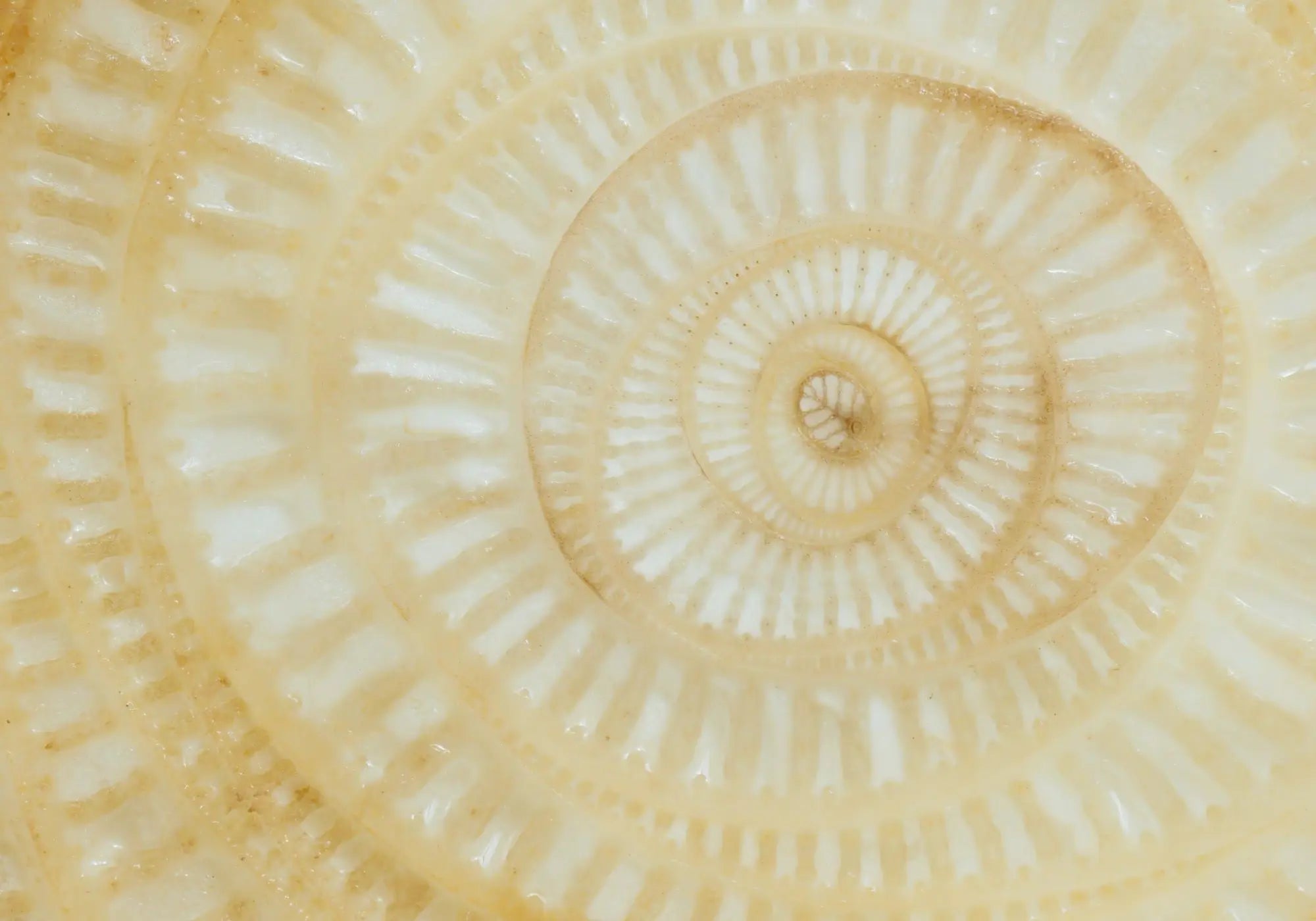Texture de crème naturelle en spirale – formulation sensorielle des soins Kadalys
 Image